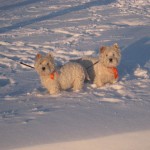 1294143510nimg_37181