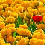 tulips-15155__180 tulips-15155__180